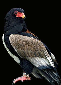 Image "BATELEUR EAGLE" by Colin Andersson-Hamill