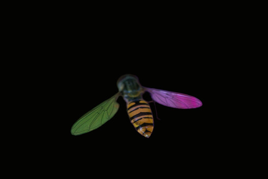 Image "Hoverfly" by Colin Andersson-Hamill