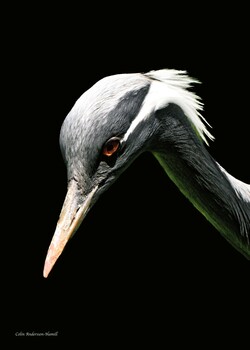 Image "Demoiselle Crane " by Colin Andersson-Hamill