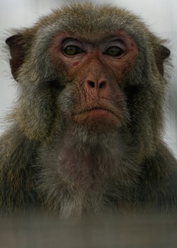 Image "Rhesus Macaque" by Colin Andersson-Hamill