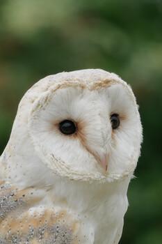Image "BARN OWL" by Colin Andersson-Hamill