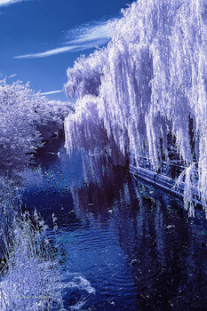 Image "Infrared shot of River Nene" by Colin Andersson-Hamill