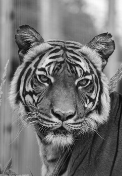 Image "Malayan Tiger" by Colin Andersson-Hamill