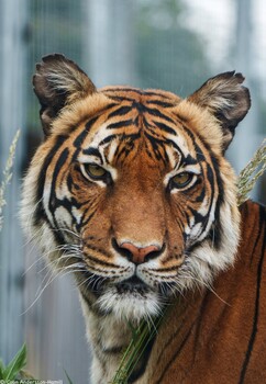 Image "Malayan Tiger" by Colin Andersson-Hamill