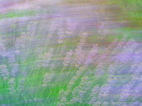 Image "LAVENDER" by Colin Andersson-Hamill