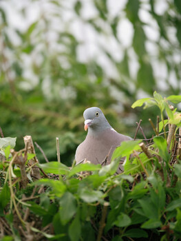 Image "Nesting Wood Pigeon " by Colin Andersson-Hamill