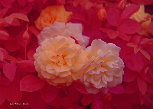 Image "INFRARED ROSES" by Colin Andersson-Hamill