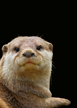 Image "Asian Short-Toed Otter" by Colin Andersson-Hamill