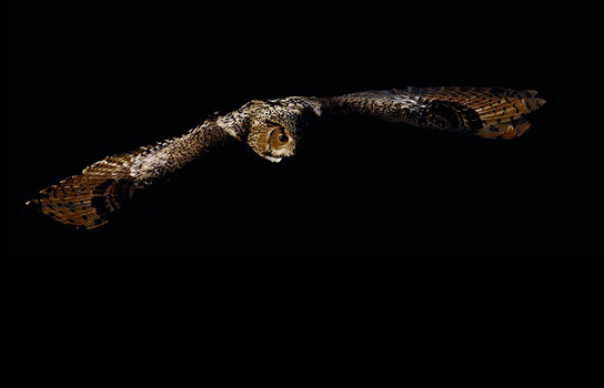 Image " Great Horned Owl " by Colin Andersson-Hamill