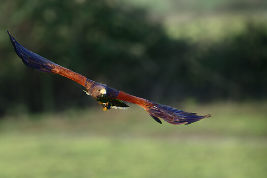 Image "COME FLY WITH ME " by Colin Andersson-Hamill