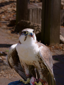 Image "SAKER FALCON " by Colin Andersson-Hamill