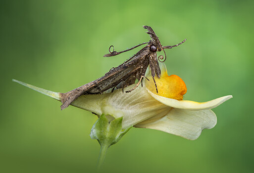 Image "The curly herald" by Atul Saluja