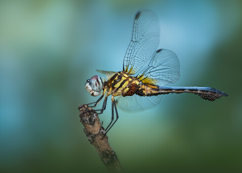Image "Perching dasher" by Atul Saluja