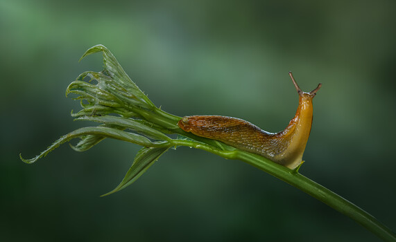Image "The quiet explorer" by Atul Saluja