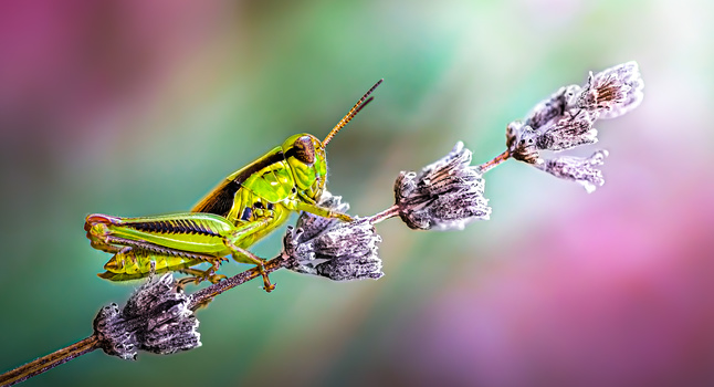 Image "Waiting" by Atul Saluja