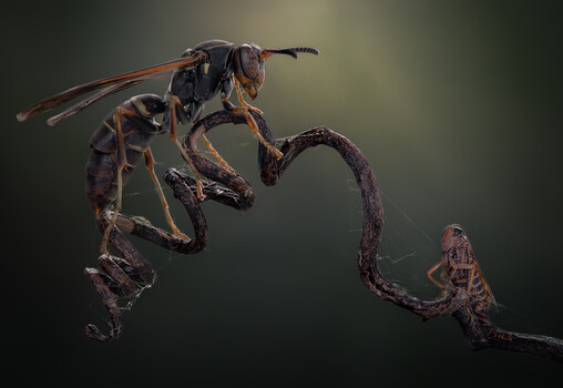 Image "David and Goliath" by Atul Saluja