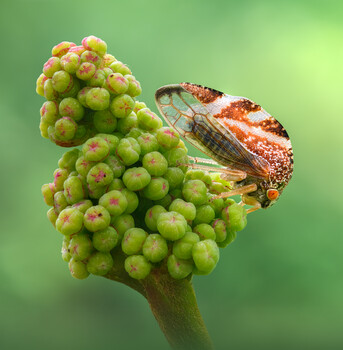 Image "Keeper of berries" by Atul Saluja