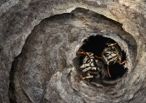 Image "Guardians of the hollow" by Atul Saluja