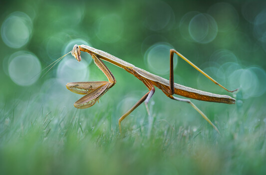 Image "The morning whisperer" by Atul Saluja