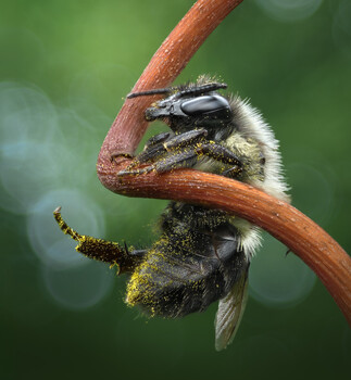 Image "Suspended summer" by Atul Saluja