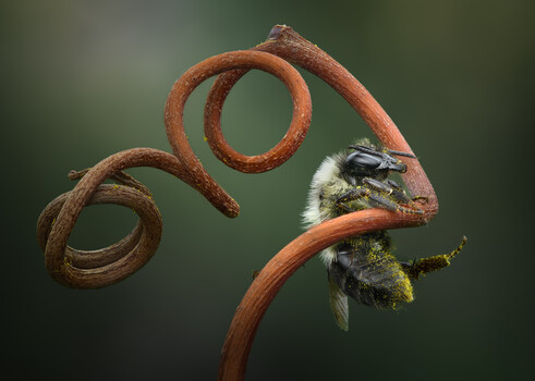 Image "Entwined " by Atul Saluja