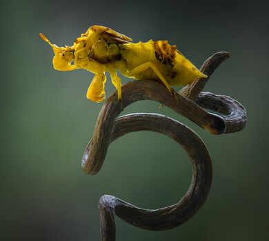 Image "Spiral throne " by Atul Saluja