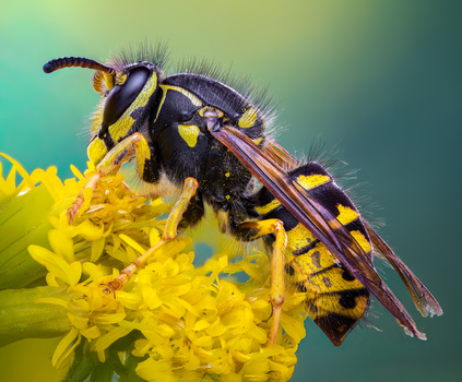 Yellow Jacket by Atul Saluja