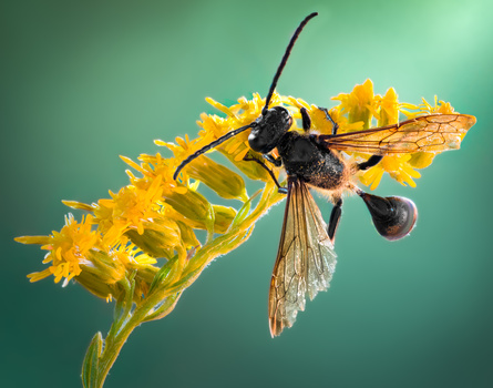 Floral dream by Atul Saluja