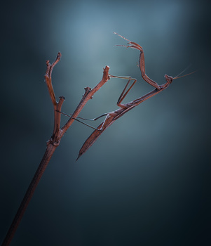 Under the Shadow of the Moon by Atul Saluja