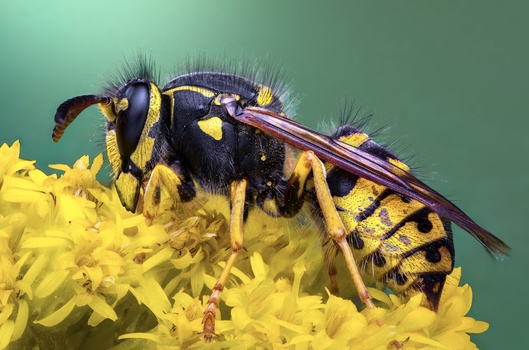 Sticky jacket by Atul Saluja