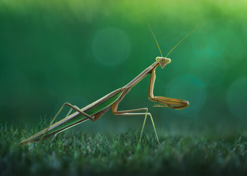 Image "Dawn’s watcher" by Atul Saluja