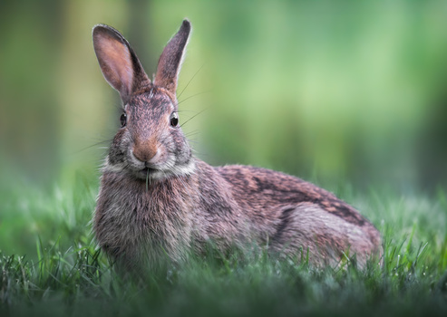 Image "Surprised to see you" by Atul Saluja