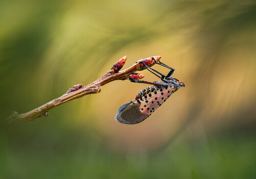 Image "A moment suspended" by Atul Saluja