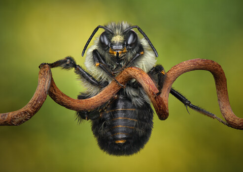 Image "Grip of the Guardian" by Atul Saluja