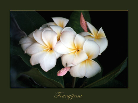 Image "Frangipani" by Pat Burns