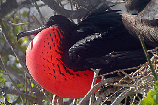 Image "Frigate Bird" by Pat Burns