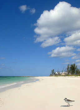 Image "Bird on William's Town Beach" by Pat Burns