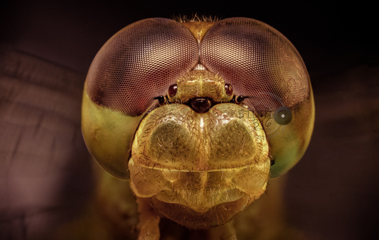 Image "Dragon Fly" by shanthi kumar B