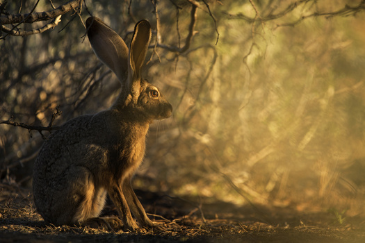 Image "The Briar Patch" by Sue Cullumber
