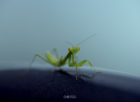 Image "Cheese - Mantis Series" by Owen Ankrah