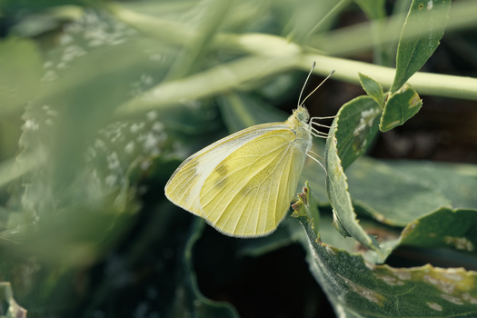 Image "Butterfly" by Isaac Salazar Herrera