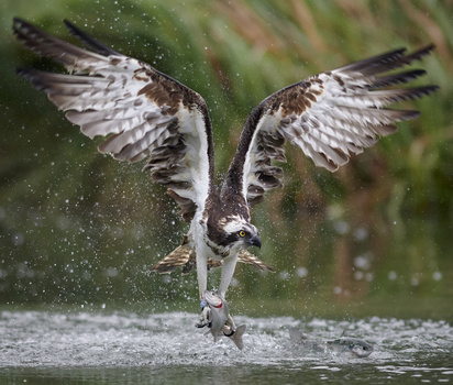View The one that got away! by Paul Collins