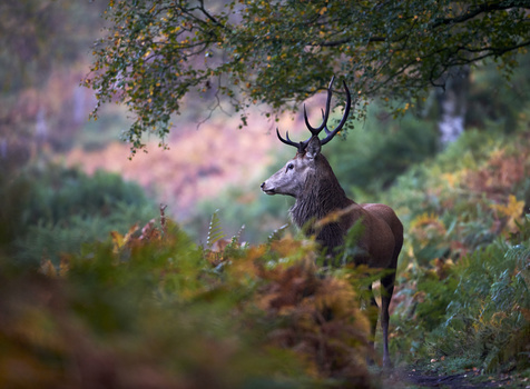 View Young Stag on a woodland path by Paul Collins