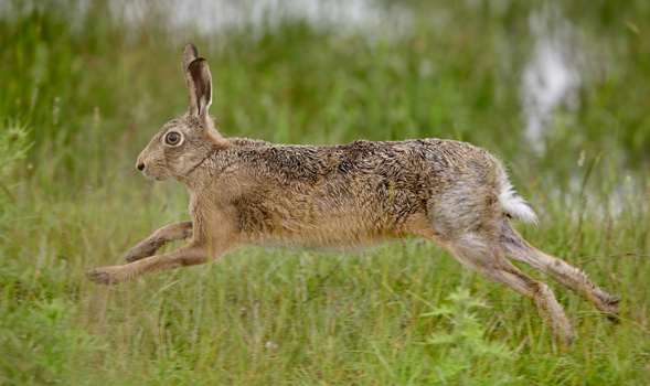 View Hare on the move by Paul Collins