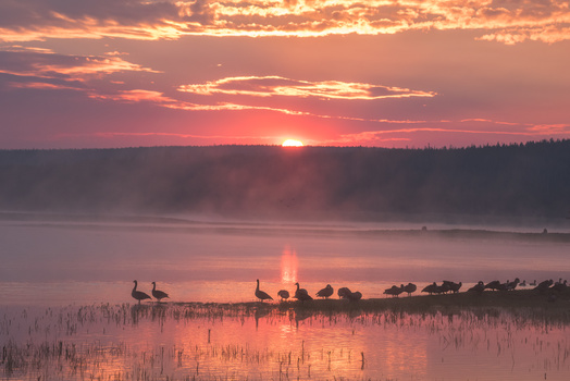Image "Sunrise At Hayden Valley" by PRITAM DE