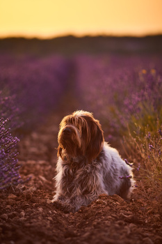 Image "Lavendar Griffon" by Andreas Löwenborg