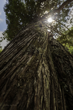 Image "Ancient Cedar" by Mary Anne Pfitzinger