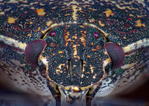 Image "The Face of Evil" by Gary Muth