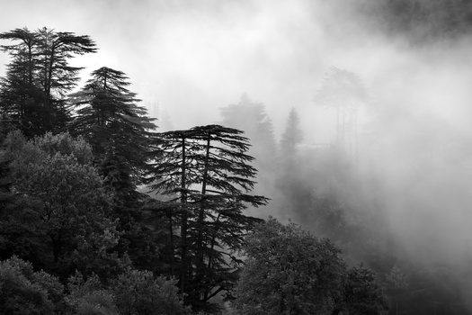 Image "Mood of the Woods" by Puneet Verma