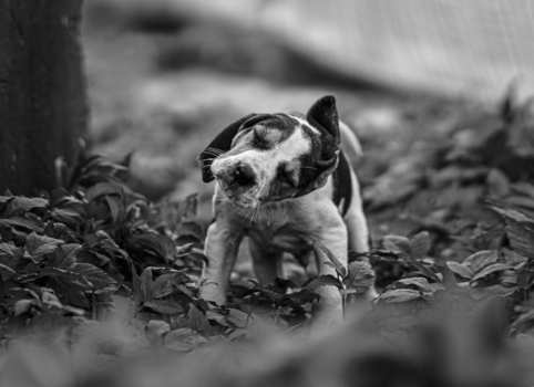 Image "Shake!" by James Lawless